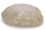 Fossil Female Tortoise (Testudo) Shell - South Dakota #249243-4